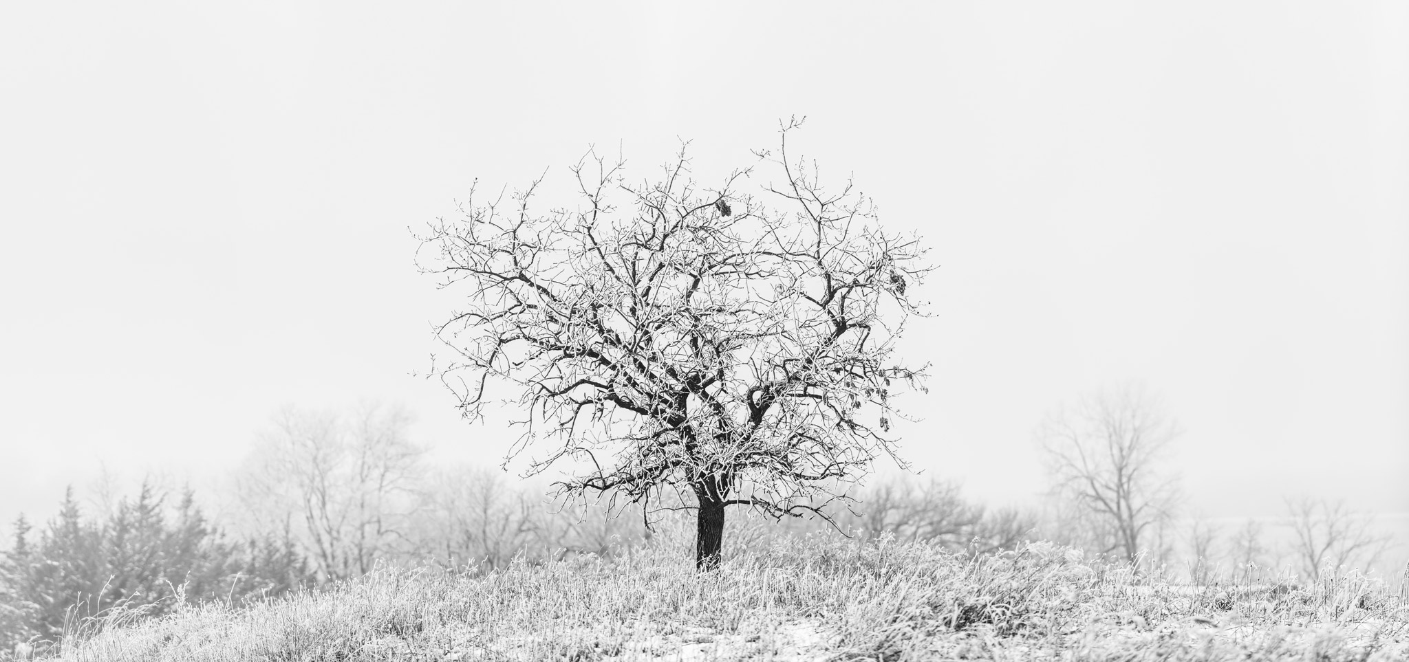 twisting-lines-tree-hoarfrost-iowa-midwest-winter-black-white