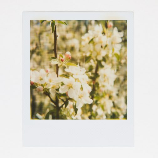 SX-70 instant film photo of flowers.