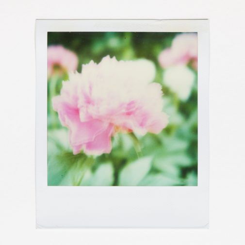Flower photo shot with SX-70 and Impossible Project instant film.