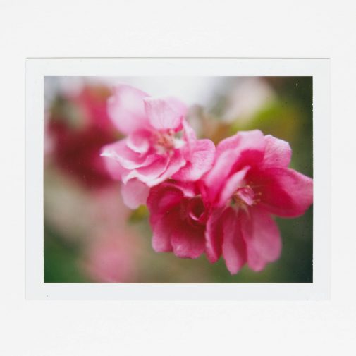 Flower photographed with Polaroid Land Camera on Fuji FP-100c film.