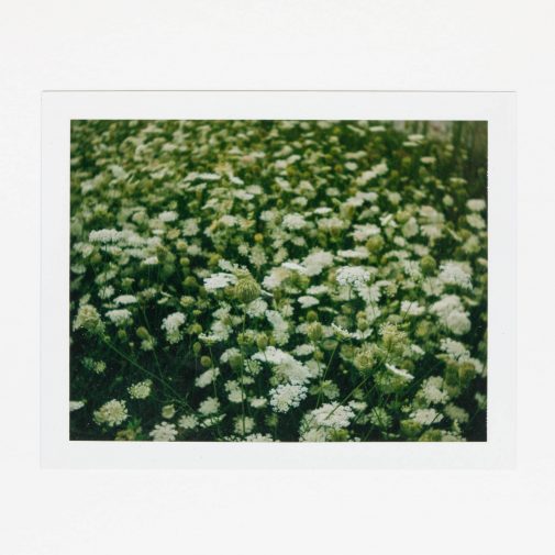 Queen Annes Lace flower photographed with Polaroid Land Camera on Fuji FP-100c film.