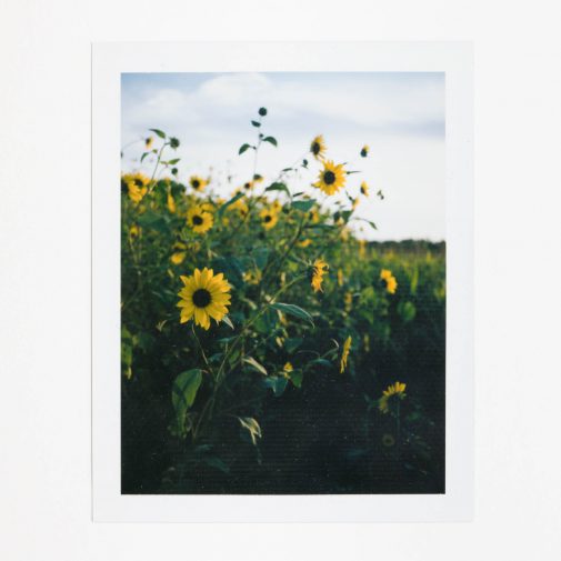 Sunflowers photographed with Polaroid Land Camera on Fuji FP-100c film.