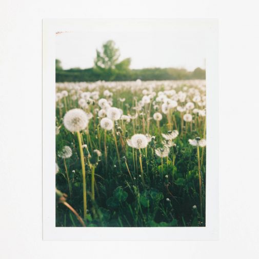 Dandelions photographed with Polaroid Land Camera on Fuji FP-100c film.