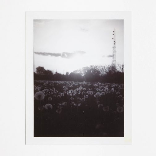 Dandelions shot on Polaroid Land Camera with black and white instant film.
