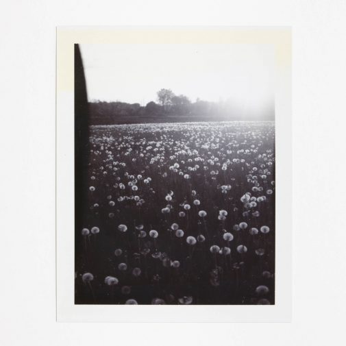 Dandelions shot on Polaroid Land Camera with black and white instant film.