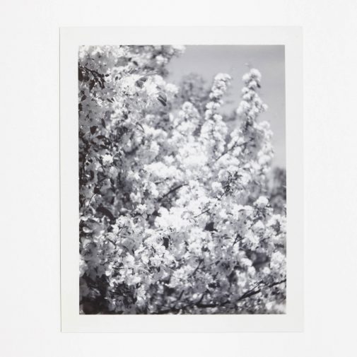 Flowering crab able tree shot on Polaroid Land Camera in black and white peel apart film.