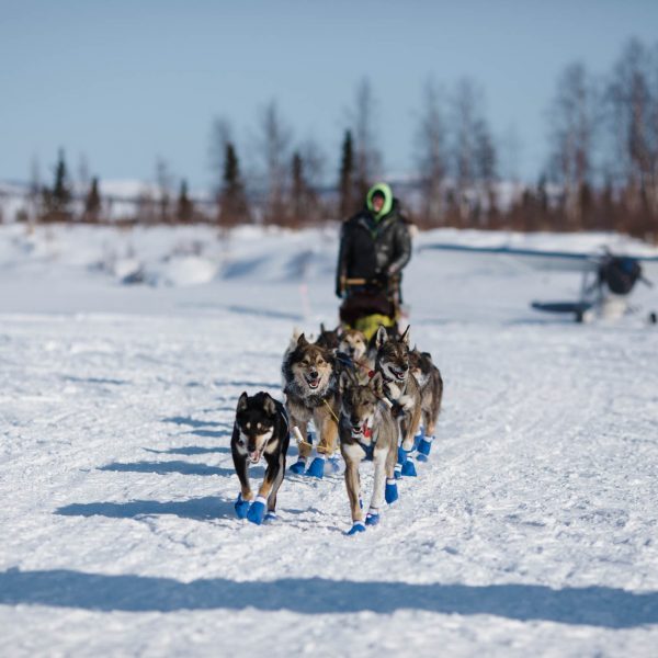 Wade Marrs and his dog team coming into Iditarod checkpoint.