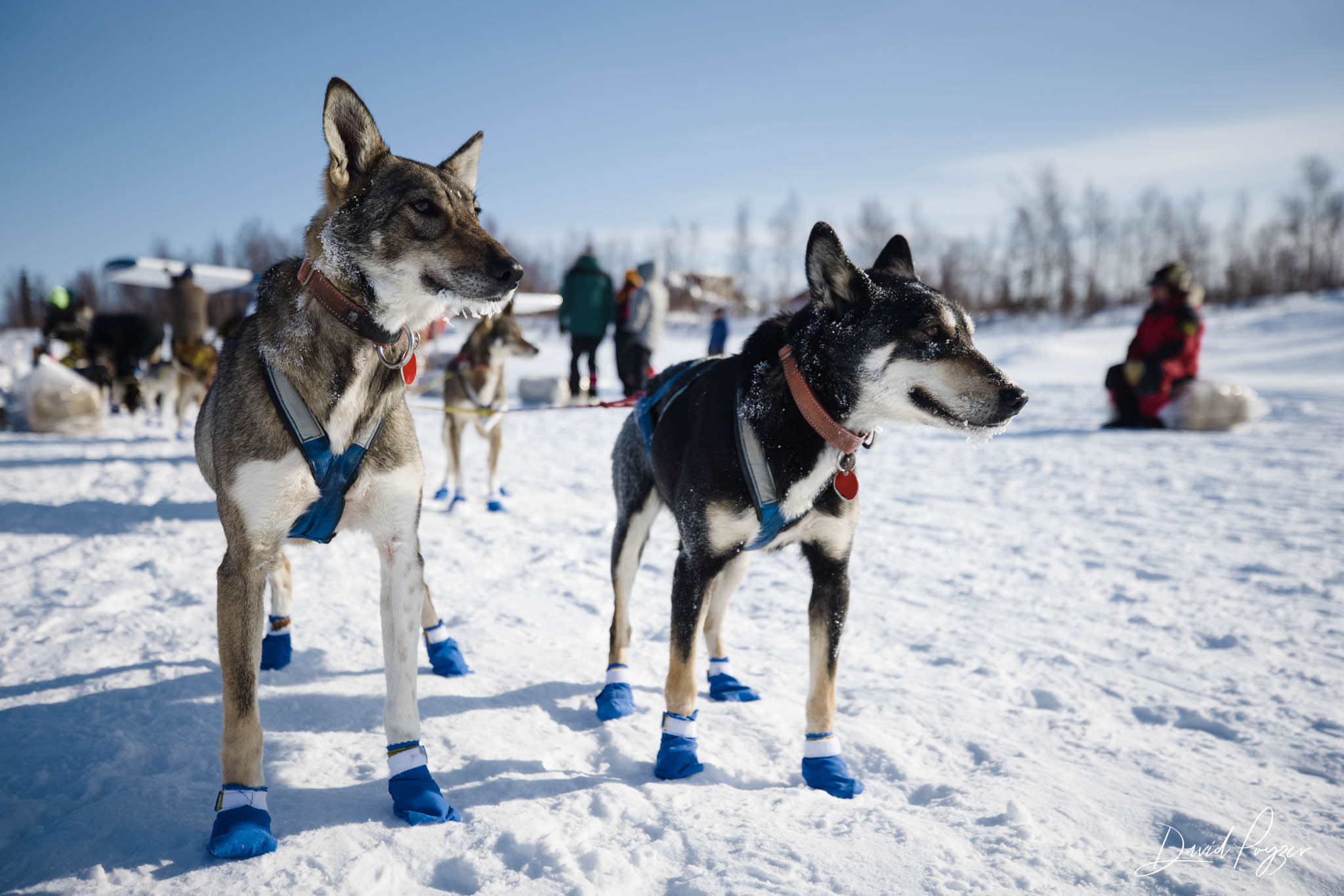Wade's dogs at the halfway Iditarod checkpoint.