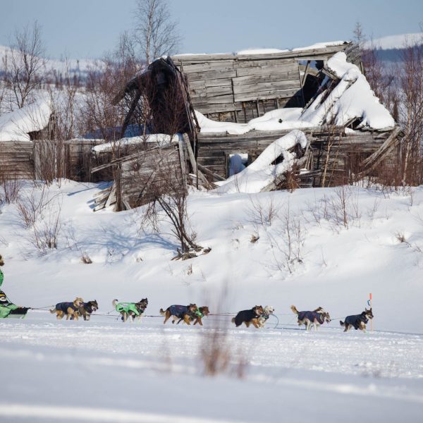Ryan Redington coming into Iditarod.