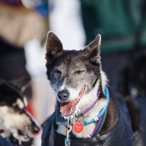 Happy dog at Iditarod checkpoint.