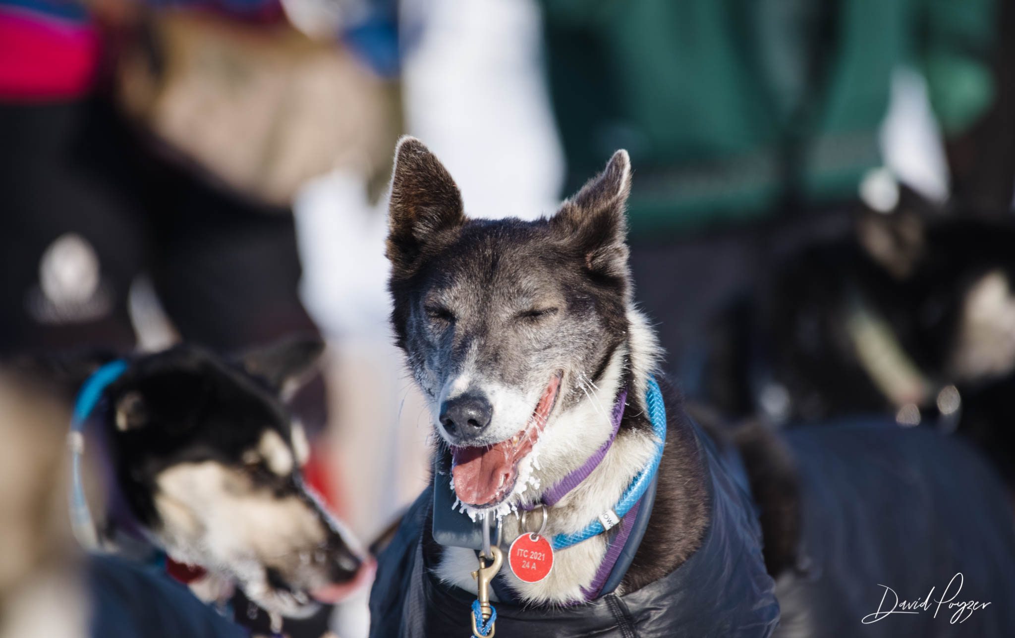 Happy dog at Iditarod checkpoint.