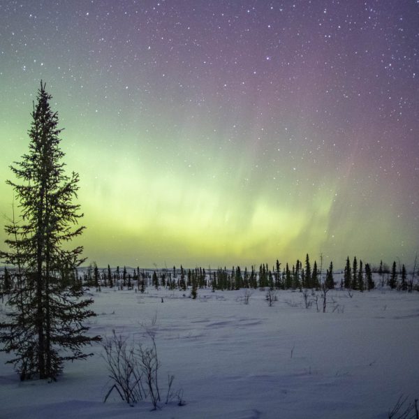 Northern lights at Iditarod.