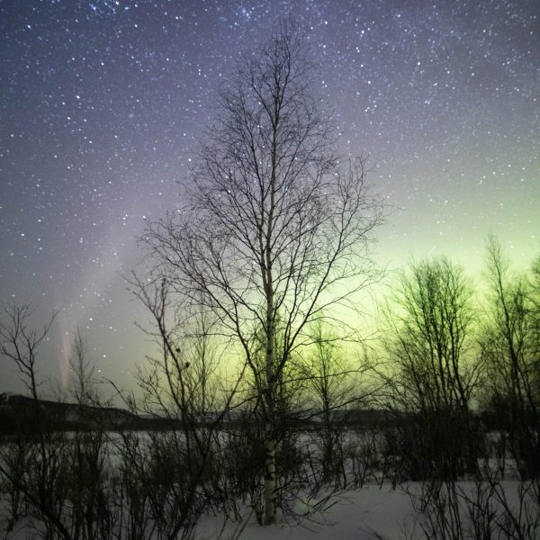 Northern lights at Iditarod.