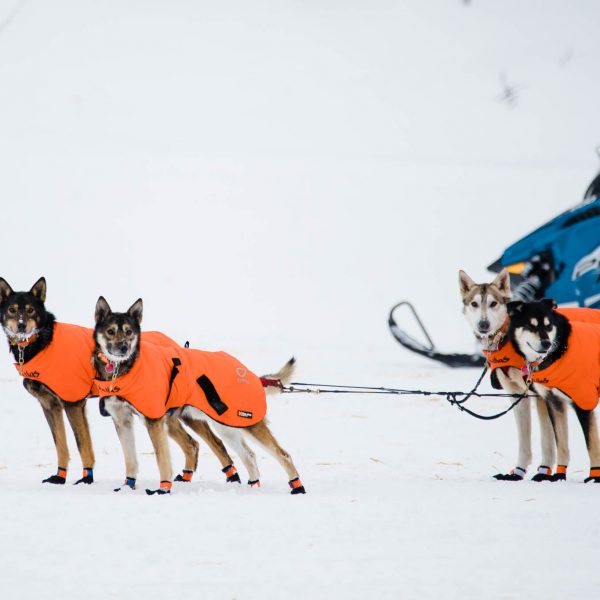 Dallas Seavey's dogs look full of energy as they pull into Skwentna checkpoint.
