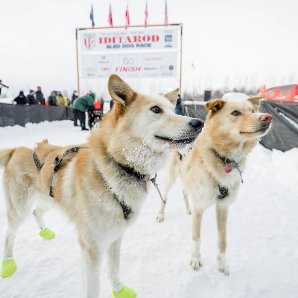 Brent Sass's dogs at the finish line.
