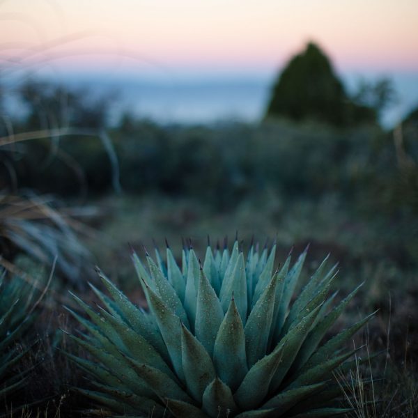 Blue Agave plant atop Munds Mountain in Sedona, Arizona.