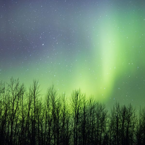 The aurora borealis shine bright over the trees in Skwentna.